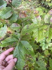 Fraxinus americana