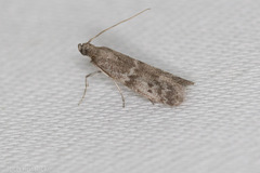 Eurythmia angulella