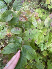 Fraxinus americana