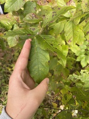 Fraxinus americana