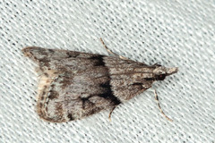 Scoparia normalis