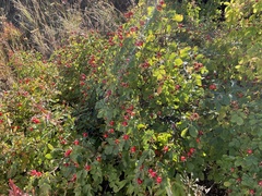 Rosa nutkana macdougalii