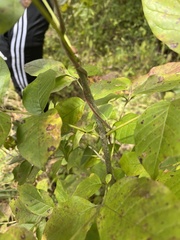 Fraxinus americana
