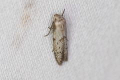 Hypatopa punctiferella