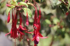 Hypodynerus tuberculiventris