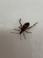 Leptoglossus occidentalis