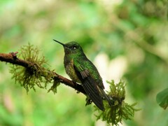 Boissonneaua flavescens