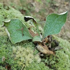 Antennaria parlinii