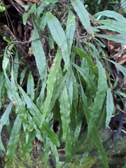 Microsorum scandens