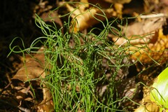 Equisetum scirpoides