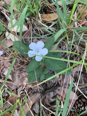 Ruellia caroliniensis