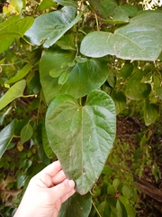 Aristolochia