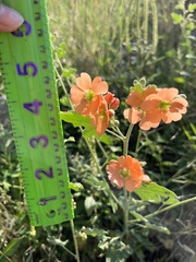 Sphaeralcea incana