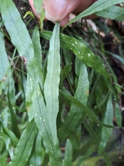 Microsorum scandens