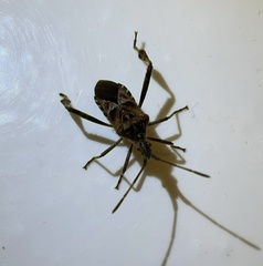 Leptoglossus occidentalis