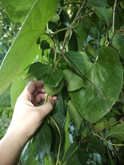 Aristolochia
