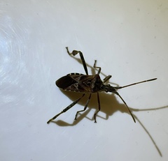 Leptoglossus occidentalis