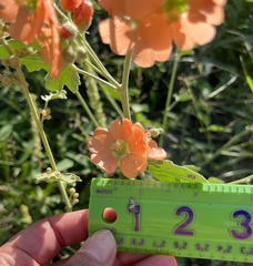 Sphaeralcea incana