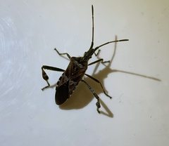 Leptoglossus occidentalis