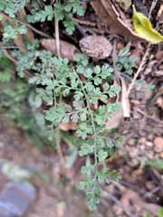 Asplenium hookerianum