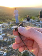 Sceloporus olivaceus