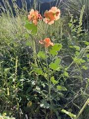 Sphaeralcea incana