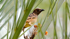 Chlamydera guttata