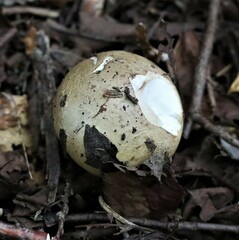 Amanita phalloides