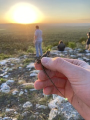 Sceloporus olivaceus