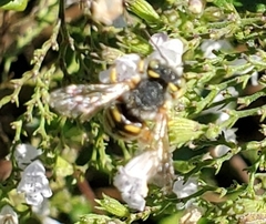 Anthidium