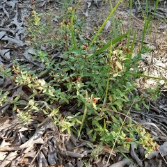 Hypericum hypericoides