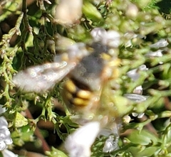 Anthidium