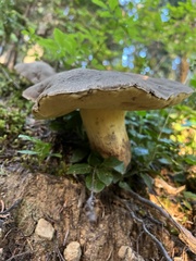 Caloboletus conifericola