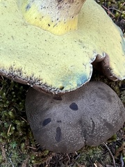 Caloboletus conifericola