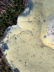 Caloboletus conifericola