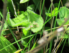Stictocephala bisonia