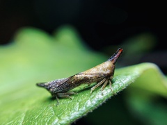 Aconophora compressa