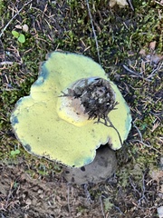 Caloboletus conifericola
