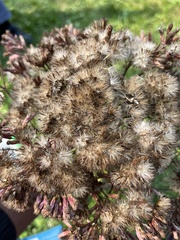 Eutrochium maculatum