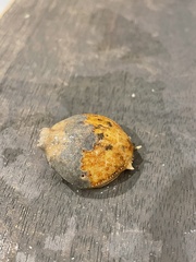 Persephona aquilonaris