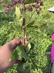 Eutrochium maculatum