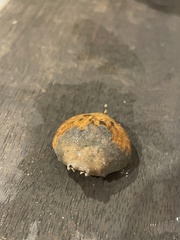 Persephona aquilonaris