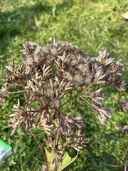 Eutrochium maculatum