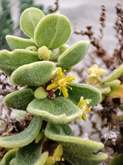 Tetragonia maritima