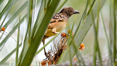 Chlamydera guttata
