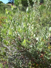 Cistus halimifolius