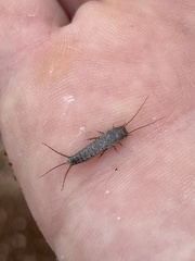 Allacrotelsa spinulata