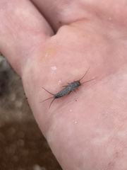 Allacrotelsa spinulata