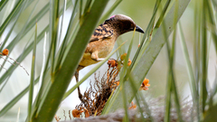 Chlamydera guttata