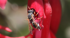 Hypodynerus tuberculiventris